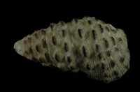 藏品(白葚蟹守螺)的圖片